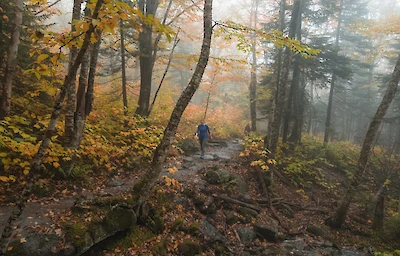 Main image linking to post titles: Where to Try Forest Bathing This Fall