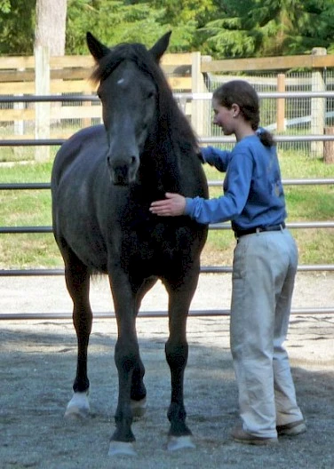 A person in a blue shirt and white pants is touching a black horse in a fenced outdoor area, surrounded by greenery and trees.